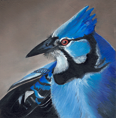 Kaart Blauwe Gaai (Blue Jay)
